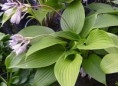 Hosta Incoming